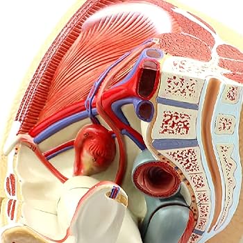 分担解剖学 全3巻セット 金原出版